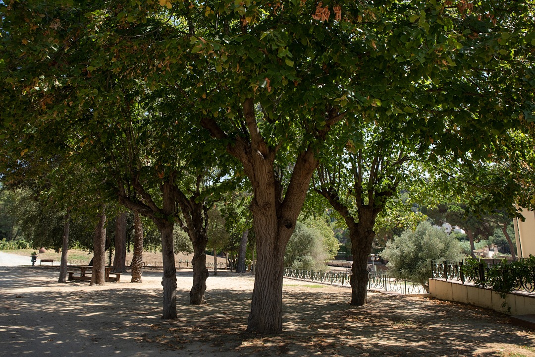 El Bosc
