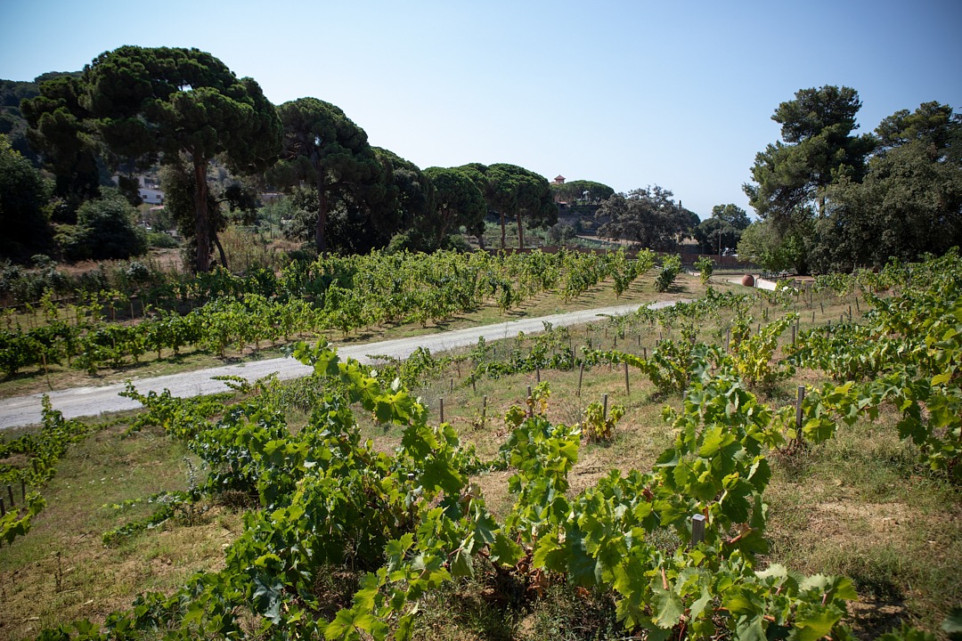 Les Vinyes